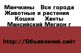 Манчкины - Все города Животные и растения » Кошки   . Ханты-Мансийский,Мегион г.